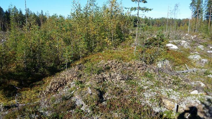haittaa merkittävästi metsäkoneen hakkuupään