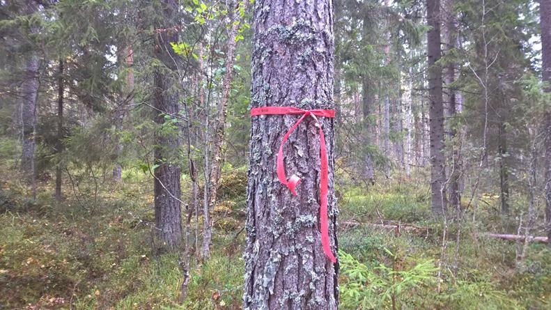 Taulukko 4. Maastomerkinnät Metsätehon ohjeen mukaisesti.