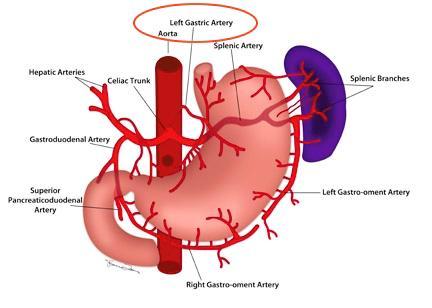 lesser sac, IVC = inferior vena cava. Final positions of stomach, liver, and spleen.