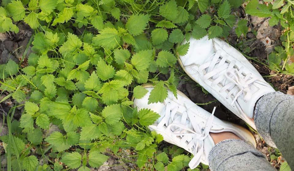 Nokkonen Nokkonen eli (Urtica dioica) on polttavalehtinen monivuotinen ruohokasvi.