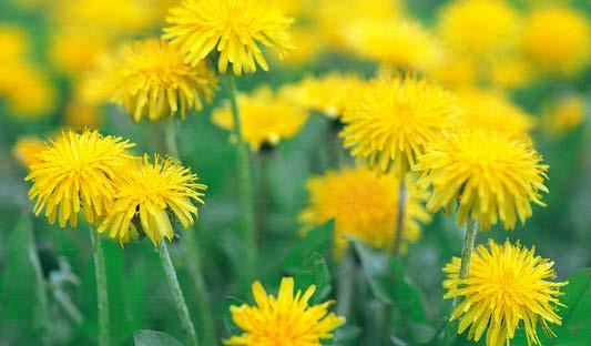 Voikukka (Taraxacum officinale) on usein rikkaruohona pidetty monivuotinen kasvi. Se on erittäin yleinen koko Suomessa. Voikukan korkeus on 10 50 cm.