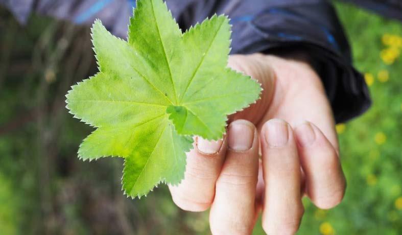 Poimulehti on 10-50 cm korkea monivuotinen ruoho. Suomessa esiintyy useita toisiaan muistuttavia poimulehtilajia.