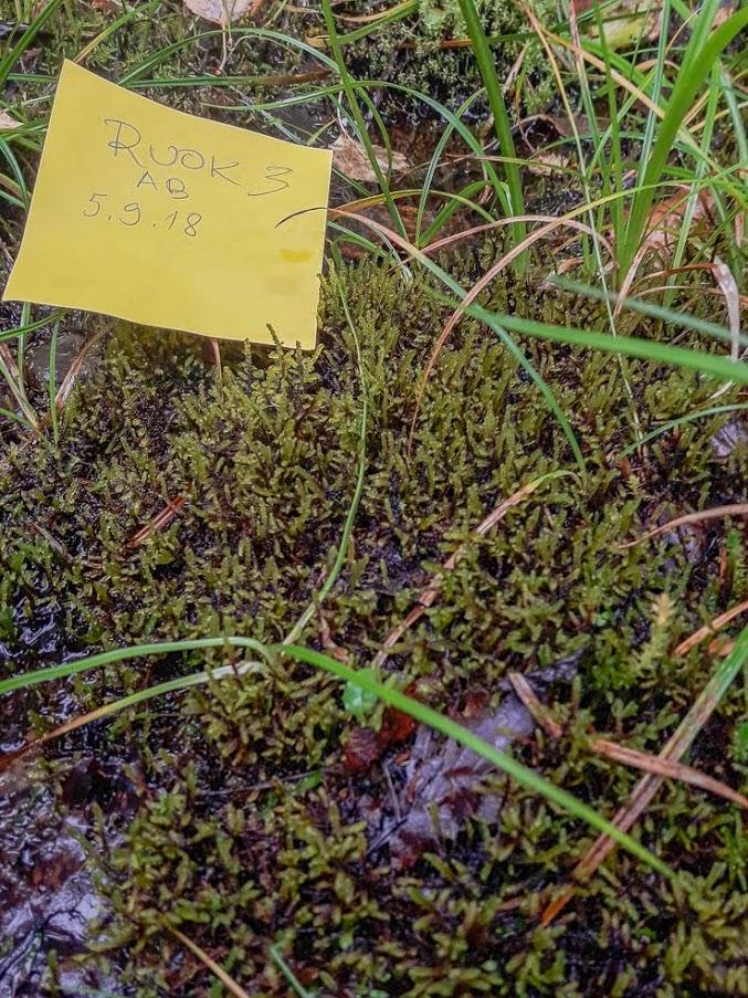 Sammalia, kariketta, mesiangervoa, kastikkaa, metsäkurjenpolvea, lillukkaa, heinää. RUOK 4: edellisen lähellä, lähteinen sammalikko, rehevää tihkupintaa.