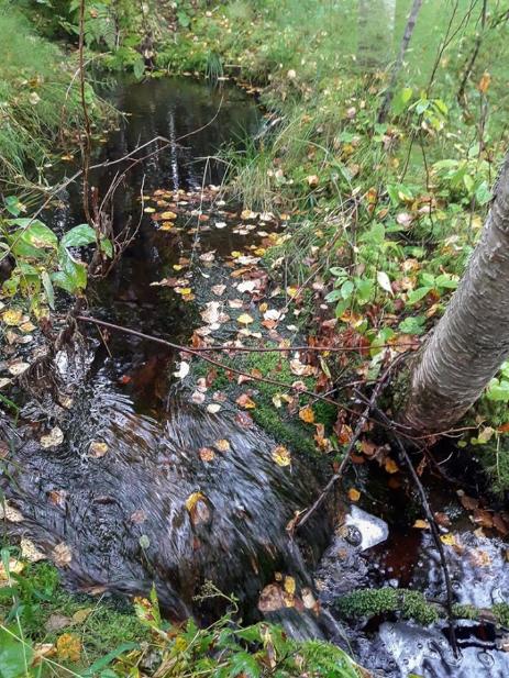 Kuivahkoa kariketta. Metsäkorte, metsäimarre, käenkaali, vähän sammalta.