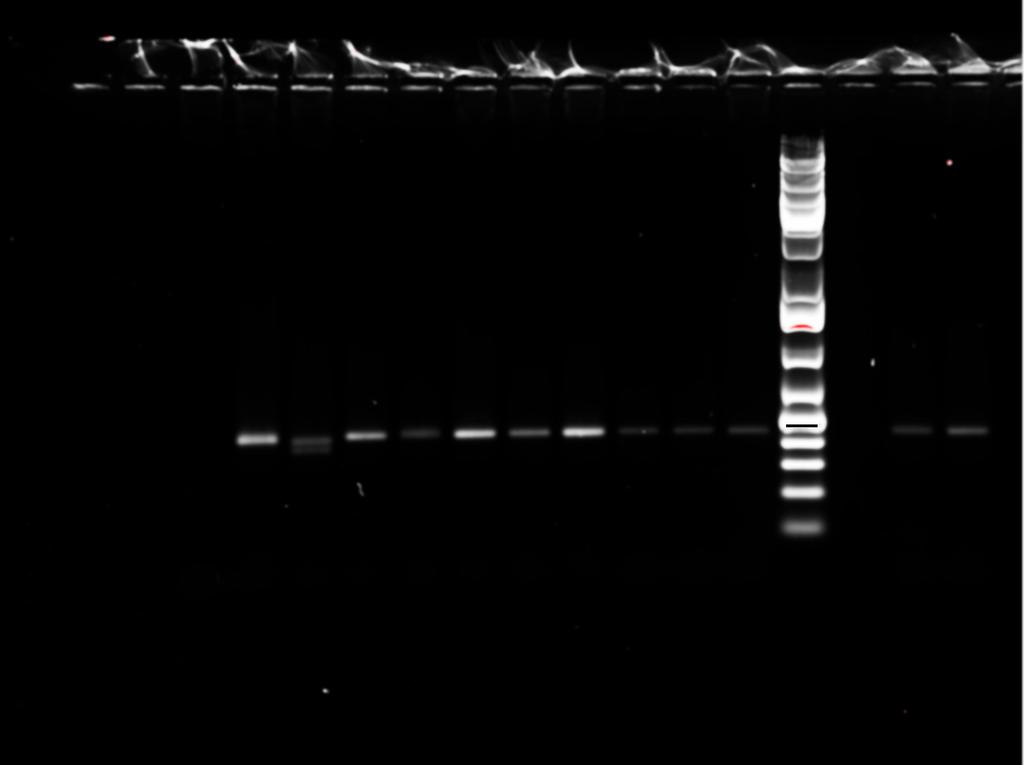 L1 L2 L3 L4 L5 L6 L7 L8 L9 L10 CL L 700 500 400 300 200 75 Supplementary Figure S2: DNA amplification of albino