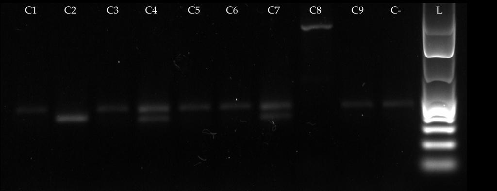 rhizogenes strain 15834), L = Ladder.