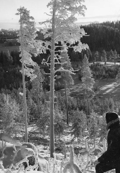 12. Talvikuu Lunta šatau ta pakkani paukkau. Šiinä i vuosi pyörähti. Talvikuu lumella šilmie ilahuttau, ka korvan pakkasella revittäy.