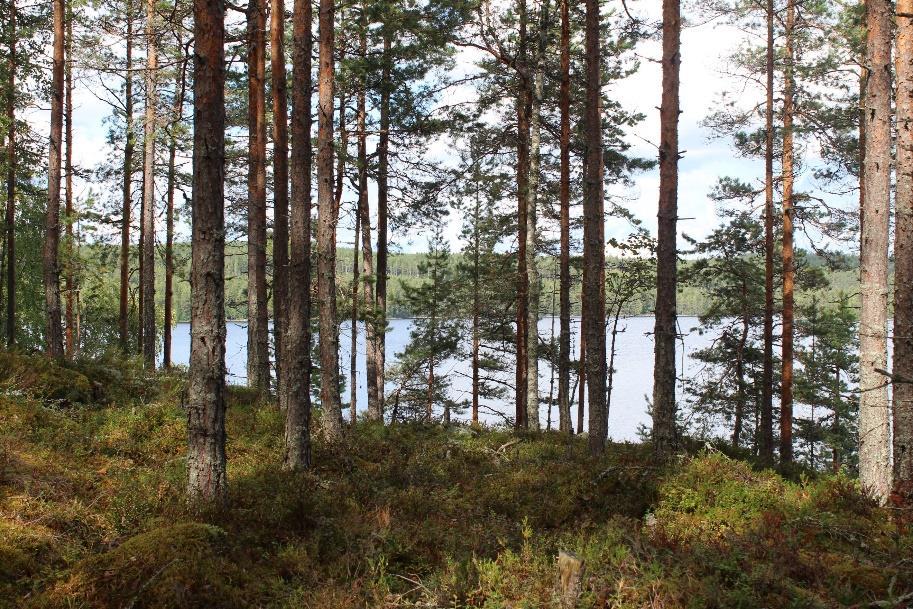 Päijänteen rantayleiskaavan muutos, kaavaselostus, liite 2: Luontoselvitys 2. Kuivahko kangasmetsä Puolukkatyypin kuivahko kangasmetsä on vallitseva kasvillisuustyyppi alueen korkeimmalla kohdilla.