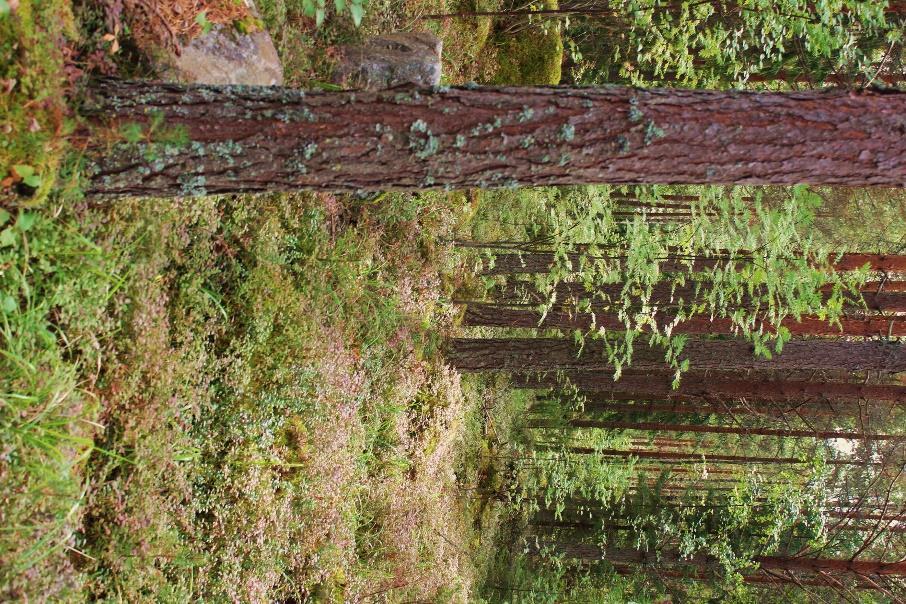 Heinistä runsaimpana kasvaa kangasmaitikka, kultapiisku, metsätähti, vanamo ja kevätpiippo. Kuva 3. Puolukkatyypin männikköä ja maisemaa Päijänteelle. 3. Tuore kangasmetsä Alueen yleisin kasvillisuustyyppi on mustikkatyypin tuore kangasmetsä.