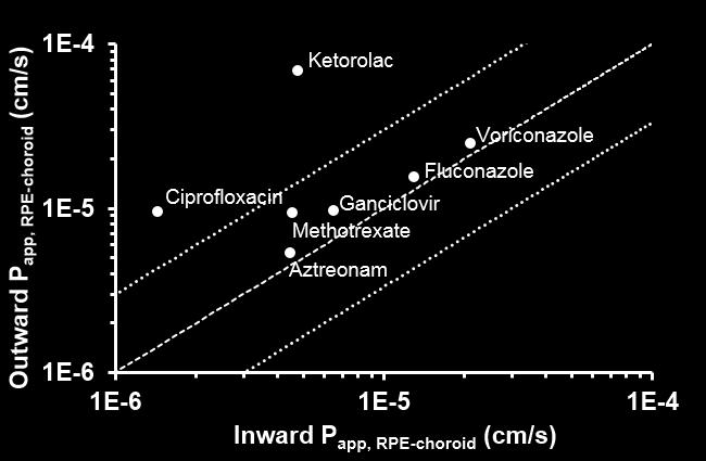 31 5.5 RPE PERMEABILITY AND CLEARANCE Isolated bovine RPE-choroid was used for studying the bidirectional permeability of eight small molecular weight drugs.