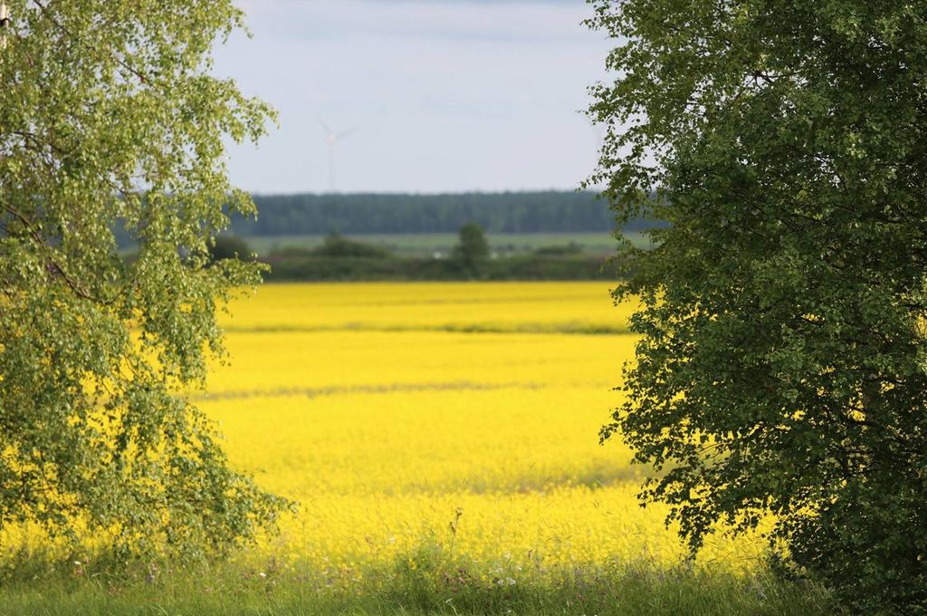 SUOMEN SIEVIN KESÄ