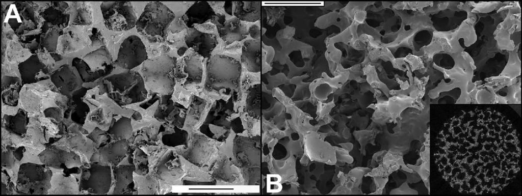 Results Table 4. Cross-sectional area of bone within open porosity during 12 weeks of implantation cpti TiO 2 TiSi p<0.05 1 week 5.0 ± 0.4% a 3.0 ± 2.6% a 1.6 ± 1.2% b NS 4 weeks 23.9 ± 5.8% 23.0 ± 5.
