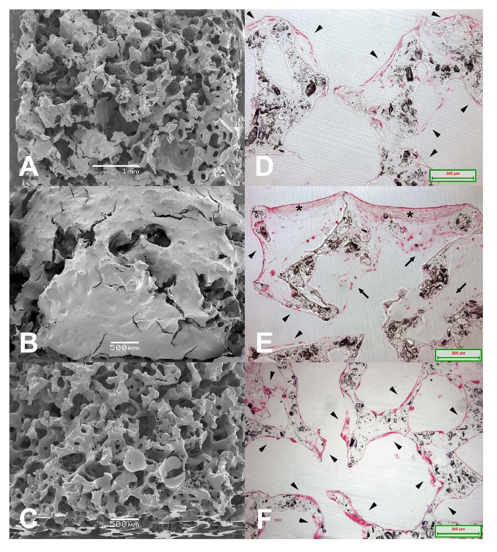 Results 5.3.4 Scaffold colonization in vitro (III, IV) Osteoblasts in static cultures grew on the surface of the scaffolds.