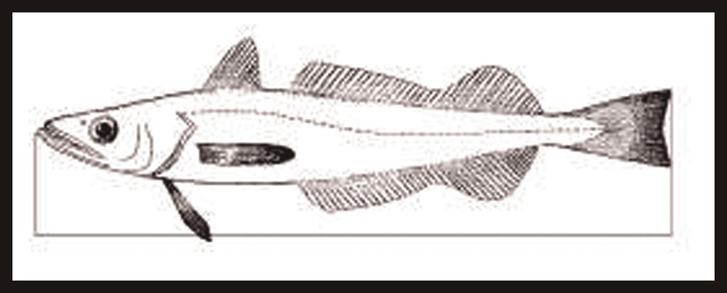 9. Kuningaskotilon ( Buccinum spp.