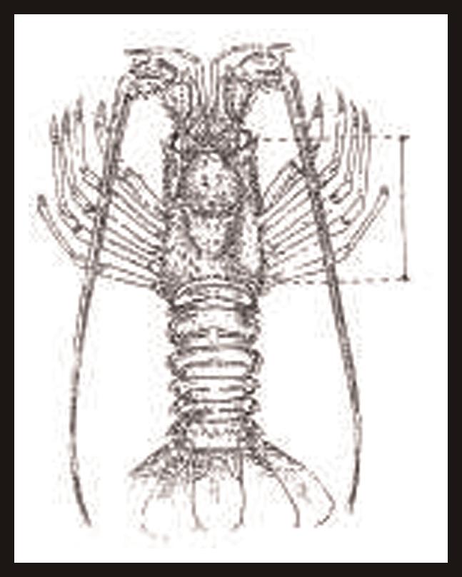 2019 Kuva 3 Hummeri (Homarus