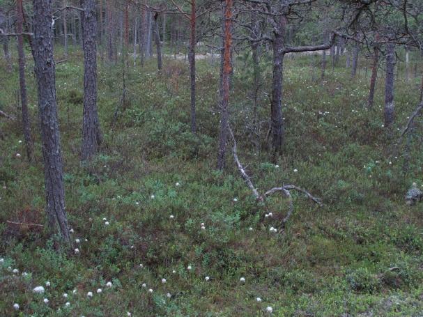 8 FIP14 consists of only one square sub-plot (OA2, total area 900 m 2 ) where litter sampling, deposition, soil water collection and