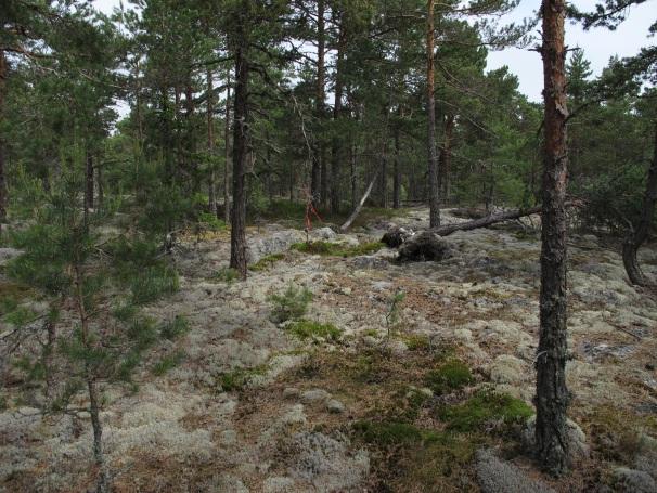 FIP16 consist of only one square sub-plot as well (OA2, 30m x 30m = 900 m 2 ) including litterfall and deposition monitoring systems.