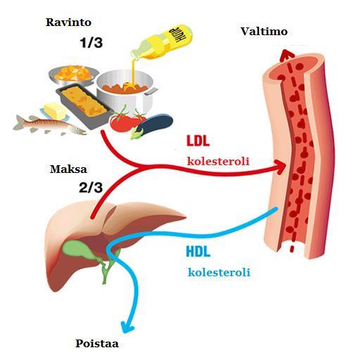 Veren epäedulliset rasvat aiheuttavat verisuonten ahtautumista joka voi johtaa sydän- ja aivoinfarktiin.