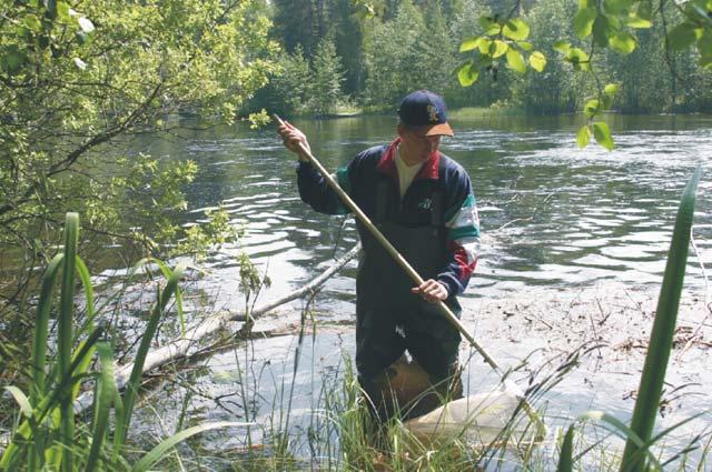 Kuva 3. Surviaissääskien kotelonahkojen näytteenottoa 3.3 NÄYTTEIDEN KÄSITTELY JA MÄÄRITYS Kymijoen alaosan tarkkailun näytteet kerättiin touko-, kesä ja heinäkuussa.