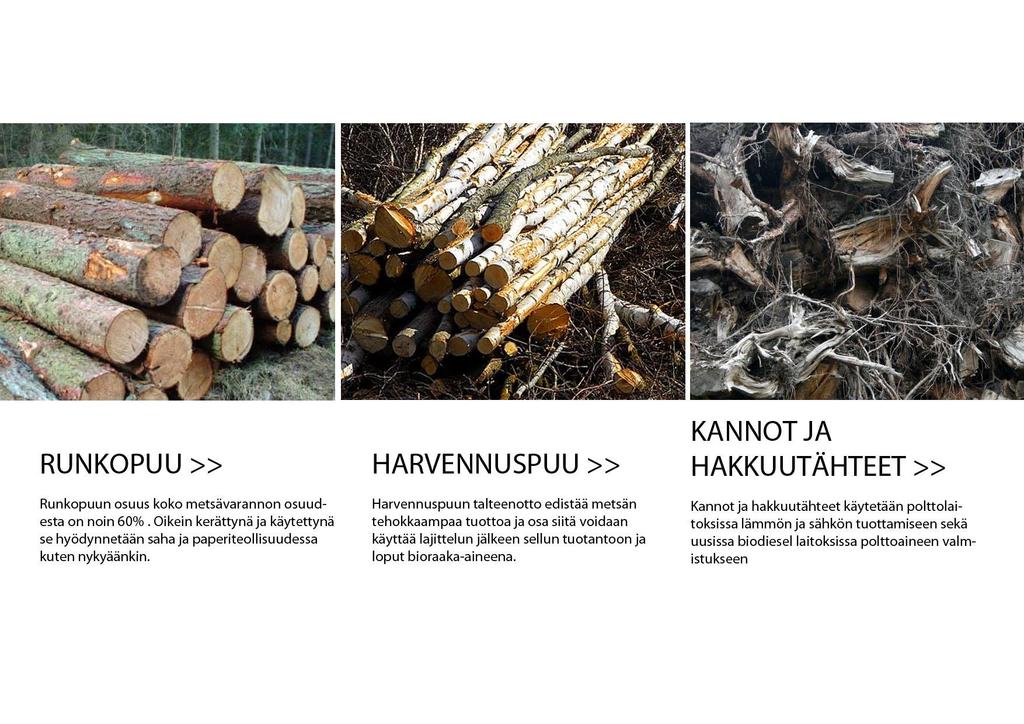 RUNKOPUU >> Runkopuun osuus koko metsävarannon osuudesta on noin 60%. Oikein kerättynä ja käytettynä se hyödynnetään saha ja paperiteollisuudessa kuten nykyäänkin.