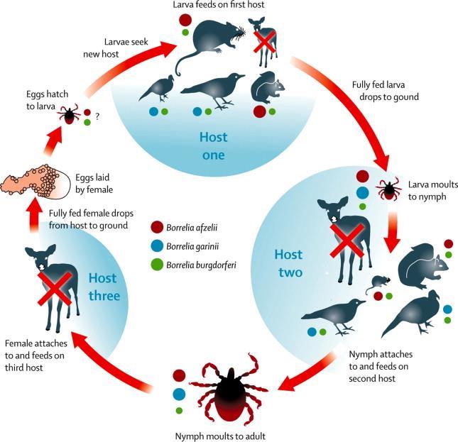 9 samanaikaisesti useita puutiaisia. Tämän vuoksi borrelioositartunnan riski yleisesti ottaen on suurempi alueilla, joilla esiintyy paljon peuroja.