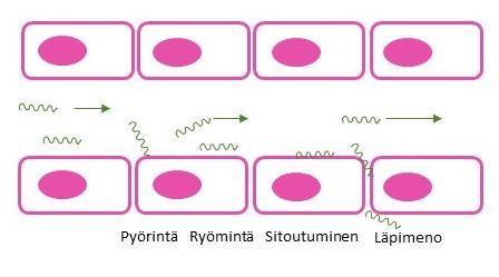 12 verenkierron mukana. (Charon ym. 2012.) Osa borrelioista jää kuitenkin pysyvästi paikoilleen verisuonen pinnalle.