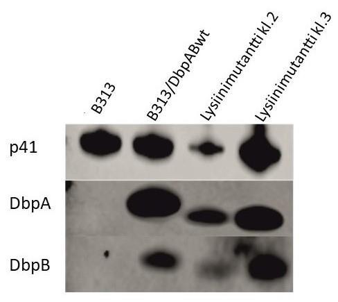 22 lysiinimutanttikannan DbpA- ja DbpB-määrät ovat samanlaiset, bakteereissa oleva Dbpproteiinien mutaatio ei vaikuta borrelioiden kykyyn tuottaa Dbp-proteiineja pinnalleen.