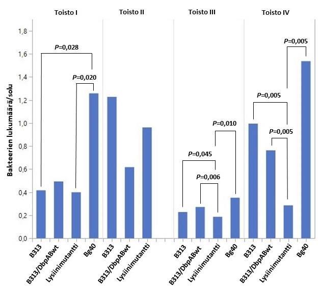 23 Kuva 6: Bakteerikantojen sitoutuminen HUVEC-soluihin. Kokeen ensimmäisessä toistossa lysiinimutantti- ja B313-kannan sitoutuminen erosi tilastollisesti merkitsevästi Bg40-kannan sitoutumisesta.