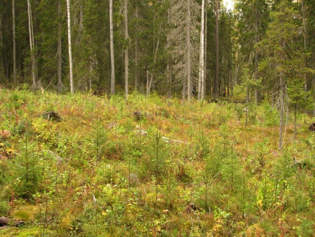 Tuoreen kankaan kuusikot Kainuussa: erinomainen taimettuminen vanhat kuusikot Suomussalmella pienaukkojen koko 0,1 0,4 ha (läpimitta = 35-65 m) ilman muokkausta