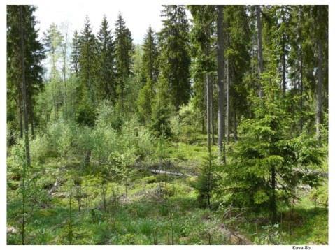 Luontaisten häiriöiden mukailu metsänhoidossa