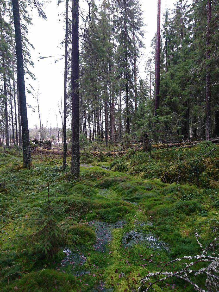 SUOMETSÄT Sidensujelun täydennyshjelma Osa sujeltu METSOhjelmassa, tulkset käytössä ELYillä Vapaaehtisuuden tarkastelu Eini Nieminen JYU (Santtu Kareksela, Panu