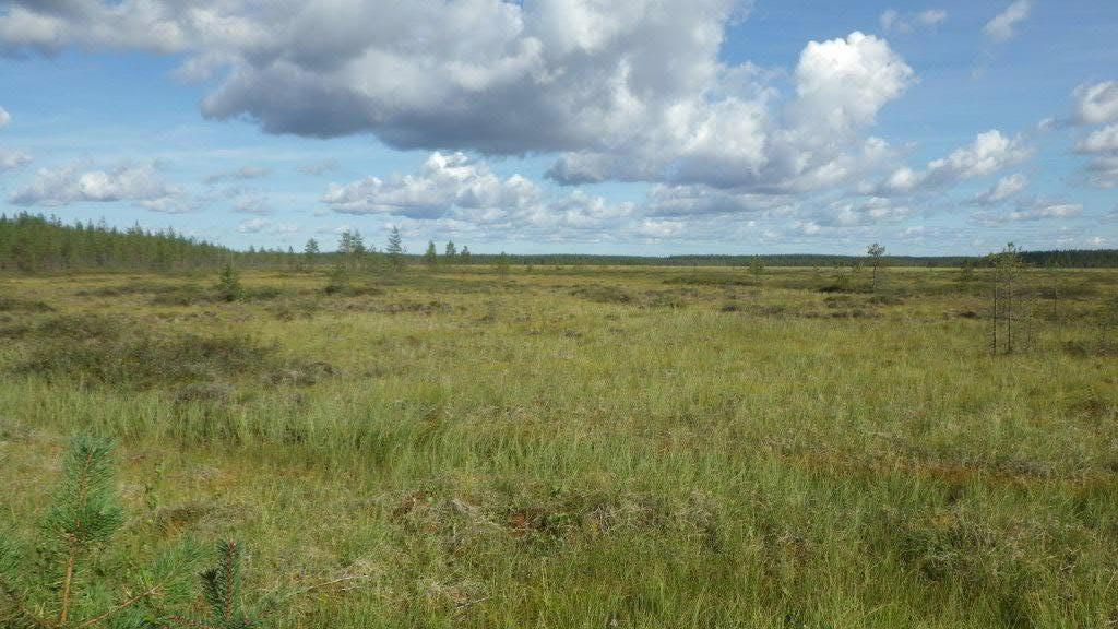 Karttatarkastelun ja Makkara-aavalle tehdyn kasvillisuusselvityksen (Ramboll 2009) mukaan suunnitellun turvetuotantoalueen suot ovat keskiosiltaan ojittamattomia suoalueita ja reuna-osiltaan