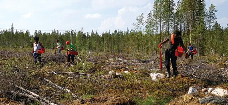 Metsänistutus Metsä uudistetaan, kun sitä ei ole enää taloudellisesti järkevää kasvattaa. Suomessa metsää ei saa hävittää, vaan hakkuun jälkeen metsä tulee uudistaa viljelemällä tai luontaisesti.