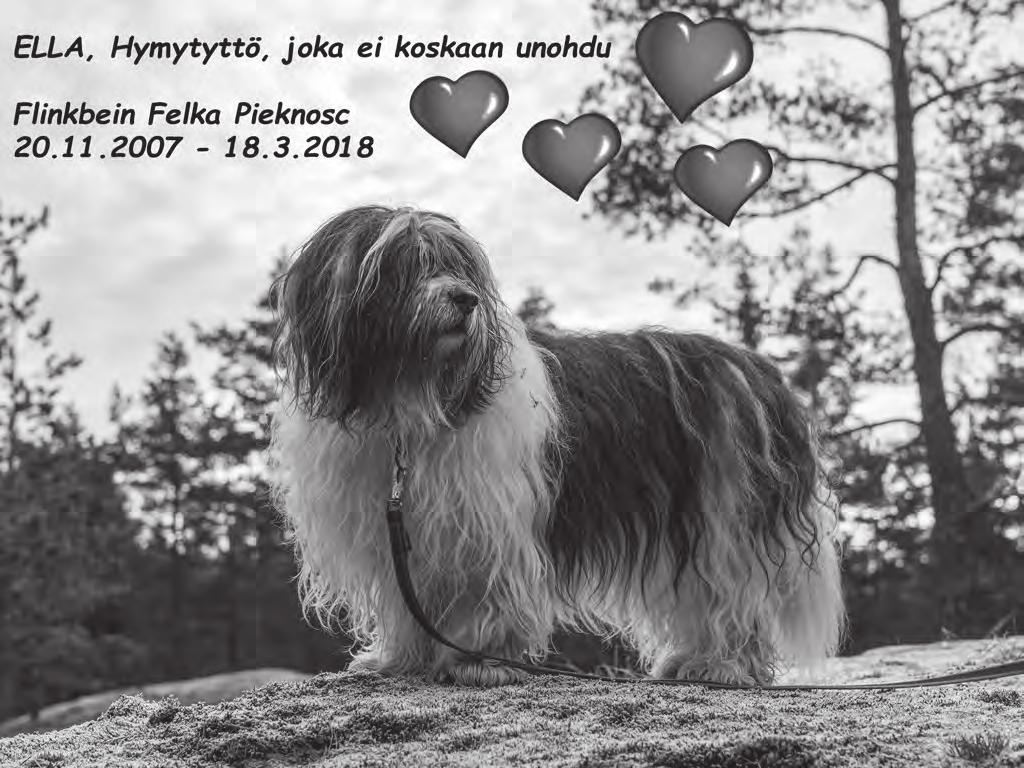 Se ihmettelee kevään hajuja ja kevään kasvua. Samalla on sattunut myös virhearvioita. Yhtenä iltana huomasimme yhden narsissiruukun sisällön levinneen ympäri pihaa.