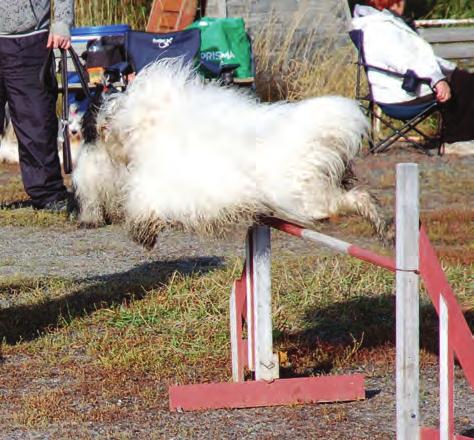 PON-omistaja Saara Uljas ja kasvattaja Taija Tuohilampi kommentoivat asiaa tuoden esille plussia ja miinuksia turkin kesäkuntoon ajelemiseen ja lyhyen turkin pitämiseen liittyen.