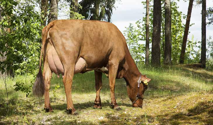VR Amour FAY 48063 I: VR Abraham II: VR Aatami EI: VR Enox EEI: Buckarby gntm +24 Hyvä tytärhedelmällisyys Korkeat pitoisuudet Erittäin kestävät tyttäret Tuotosindeksi 114 Maito kg 105 Rasva kg 110