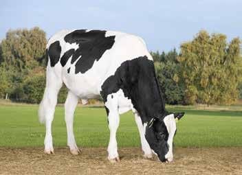 Lisäksi utareterveys ja muut hoidot ovat hienossa kunnossa. Kestävyys onkin peräti 122! Emän, VG-85, keskituotos on yli 12 600 kiloa maitoa.