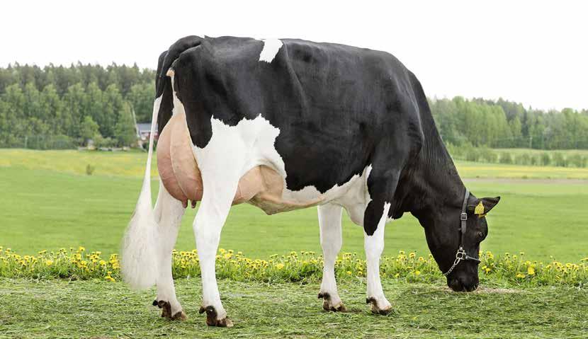 Tuontisonnivalikoimaa verkkokaupassa Nimi Isä Emänisä gntm Nacash Superhero Rubicon +37 Builder P Esperanto Powerball P +42 Nupo Martin Adorable Penley +35 Felix Federal Montross +34 Skippy Paragon