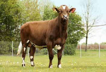 VikingRed-uutuuksia VR Usva (VR Utu x VR Fonda P x VR Flame), gntm +30, yksi kovimmista tuotossonneista. Tuotosindeksi on 124 ja rasvakiloindeksi 123, eikä kestävyydestä, 112, täydy tinkiä.