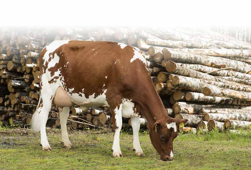 Mette-emä, GP-84, on syntynyt Anita ja Lauri Kankaanpään karjassa, mutta on nyt Iskola Oy:n navetassa. Ensikkona se lypsi 9 687 kiloa maitoa. Pitoisuudet olivat 4,9 ja 3,9!