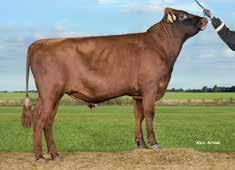 VR Loke FAY 48107 I: VR Lorenzo II: VR Lazer EI: VR Falcon EEI: VR Elmo gntm +28 Loistava utareterveys Elinvoimaiset vasikat essa hieno muoto Tuotosindeksi 115 Maito kg 105 Rasva kg 114 Valk.