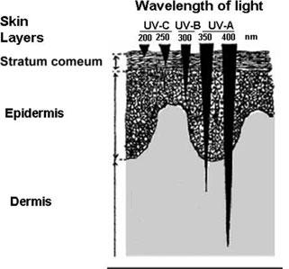 radiation) on the other hand already penetrates 160-180 µm and is responsible for most of the non-melanoma and melanoma skin cancers.