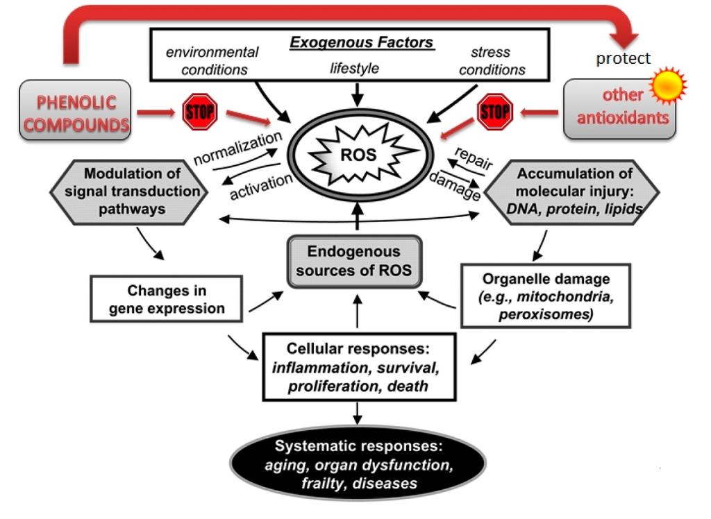 extinction of singlet oxygen [88], interrupt the free radical reactions in lipid peroxidations [89] as well as protect other compounds that have antioxidant activities [11, 90].
