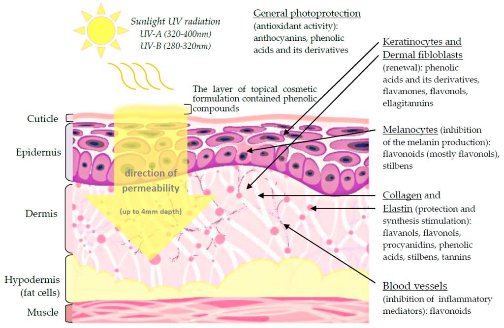 22 5.3 Preventing skin aging with phenolic compounds Skin aging can be noticed from visible signs, which are caused by the loss of elasticity of the skin: wrinkles, dry and flaccid skin, and