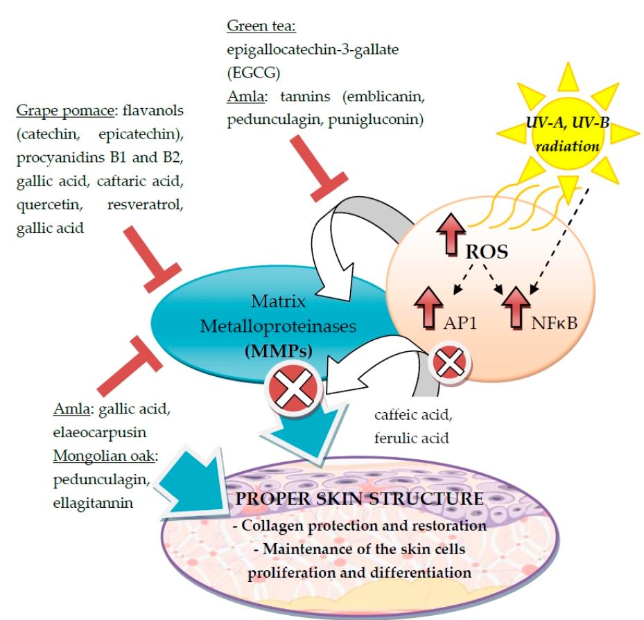 With the aging, also activity of matrix metalloproteinases may become excessive.
