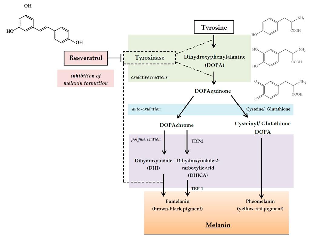 Figure 19 shows the melanogenesis and inhibition of tyrosinase by resveratrol, since it has similar structure to tyrosine.