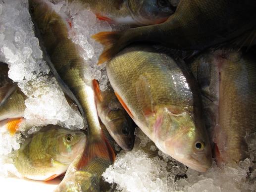 Milloin kalan myynti vaatii elintarvikehuoneiston Kalastat itse ja myyt yli 5 000 kg lisäksi rekisteröityminen ammattikalastajaksi Kalastaja voi perata myynnin yhteydessä elintarvikehuoneistossa Voit