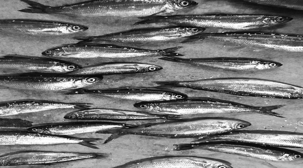 Esimerkki: Pakattu tuore kala MUIKKU Coregonus albula Pyydetty makeasta vedestä Pyyntialue: Suomi, Saimaa Pyydetty verkolla Erä: 31.01.