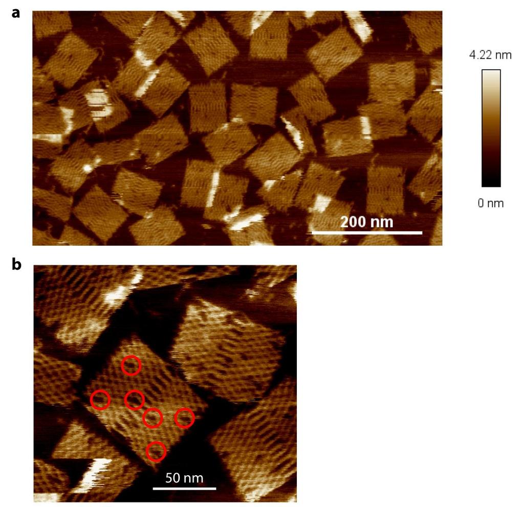 Supplementary Figure 2 AFM images of rectangular DNA origamis. (a) Overview of area with a multitude of correctly formed rectangular DNA origamis.