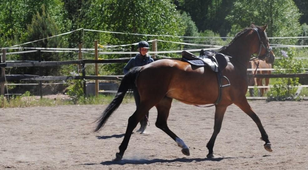 Isommalla volyymilla toimiviin kilpailijoihin nähden oman maneesin puuttuminen on Kartanonkylän tallin heikkous.